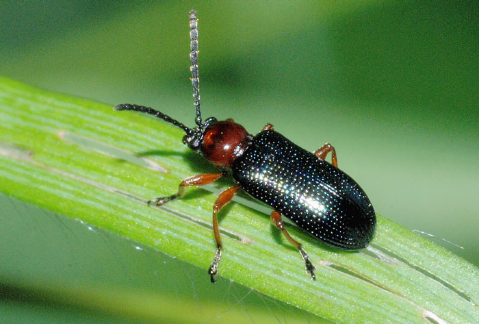 Oulema sp